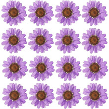 48PCS Dried Daisy Flower, Vacuum Packaging, Pressed Flower for House Decoration, Jewelry Making, Phone case Decoration