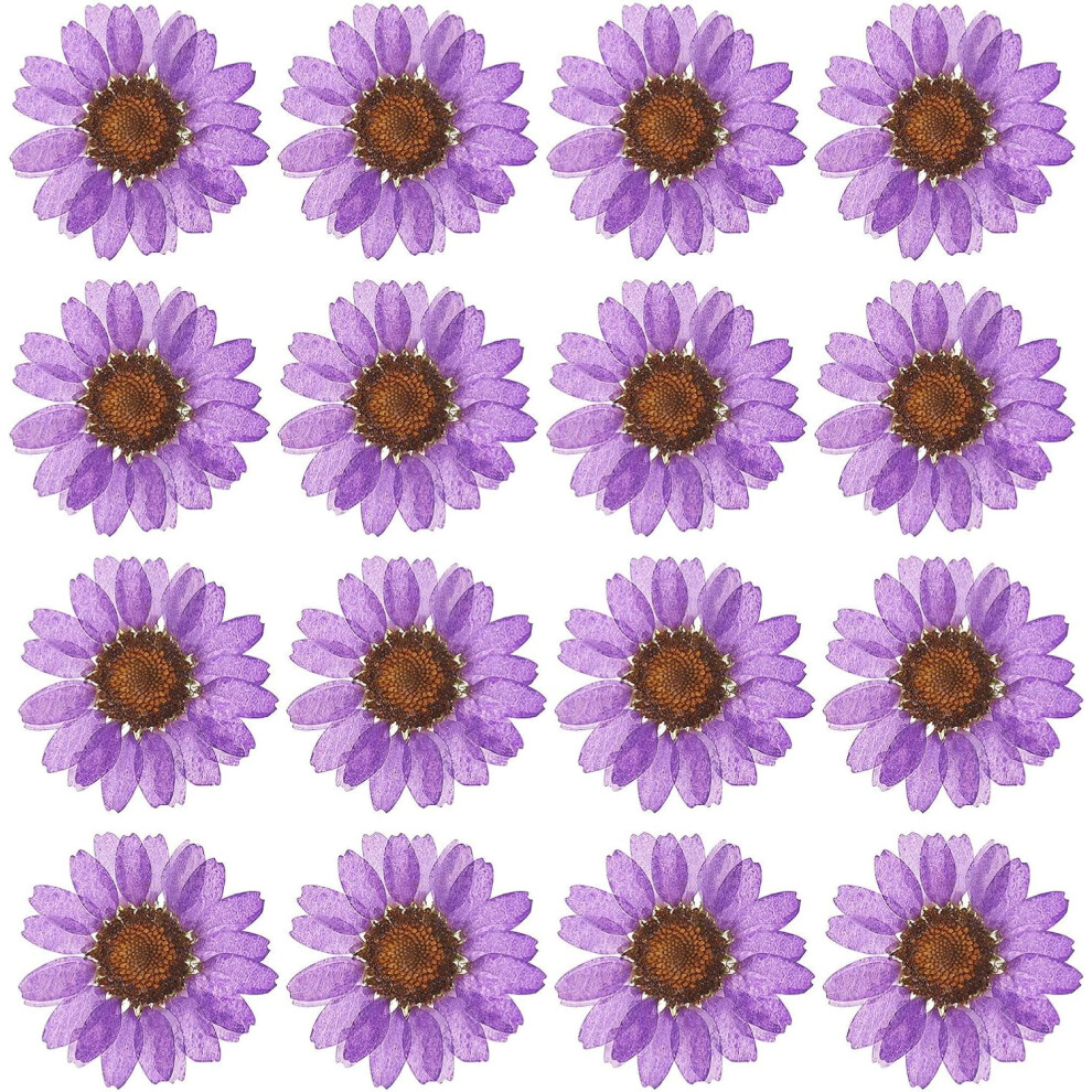 Dried Daisy Flowers Pressed For Decoration 48 Pcs 9023022058430