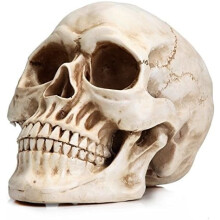 Resin Skull Model for Home Decoration White