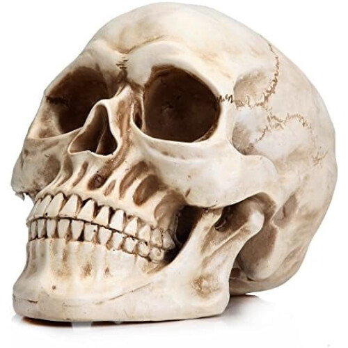 Resin Skull Model for Home Decoration White