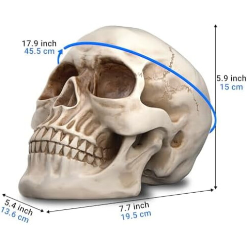 Resin Skull Model for Home Decoration White 1