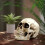 Resin Skull Model for Home Decoration White 6