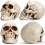 Resin Skull Model for Home Decoration White 3