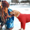 Roupa de inverno para cães - Acessórios impermeáveis e acolchoados para cães de porte médio e grande. 2