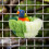 Papegøje Rede Tilbehør Til Lovebird Bur Seng til Søgræsbure 8
