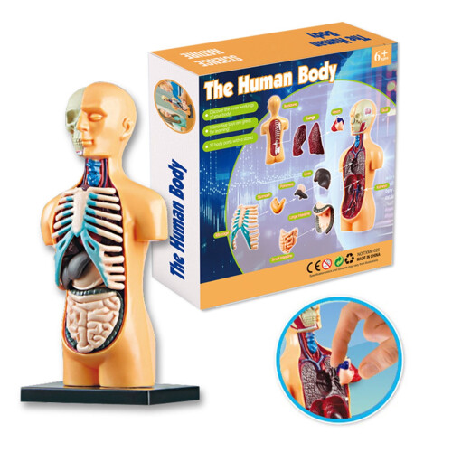 STEM Human Body Model Kit – Educational Display Tool, Compatible with Teaching AIDS Awareness 1