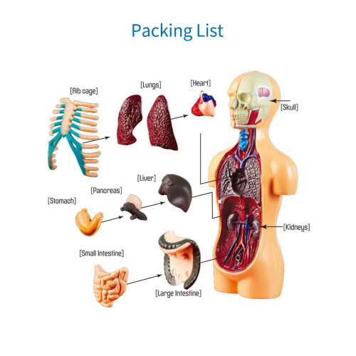 STEM Human Body Model Kit – Educational Display Tool, Compatible with Teaching AIDS Awareness 2