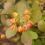 Berberys Thunberga Bagatelle 1L 4