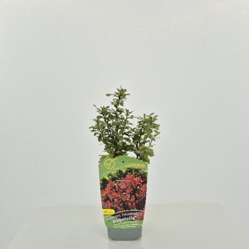 Berberys Thunberga Bagatelle 1L 1