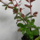 Berberis Atropurpurea 1L 5
