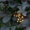 Berberis Atropurpurea 1L 1