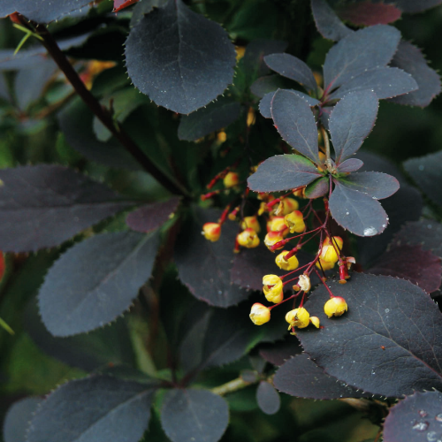 Berberis Atropurpurea 1L