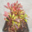 Berberys Thunberga Bagatelle 1L 5