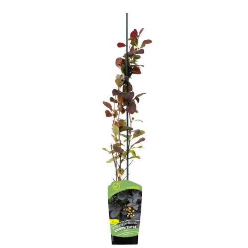 Berberys Thunberga  Atropurpurea 1L 1