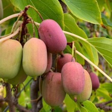 Aktinidia Ken’s Red ostrolistna żeńska 1L