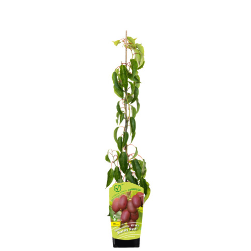 Aktinidia Ken’s Red ostrolistna żeńska 1L 1