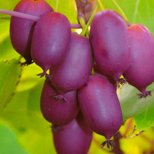 KIWI Purpurna Sadowa weiblich 1L