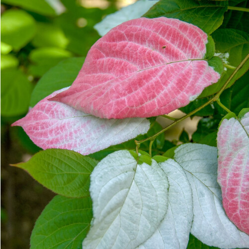 Aktinidia Adam pstrolistna zapylacz 1L