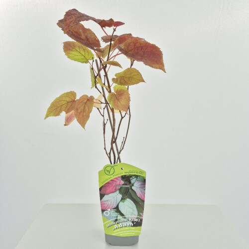 Aktinidia Adam pstrolistna zapylacz 1L 1