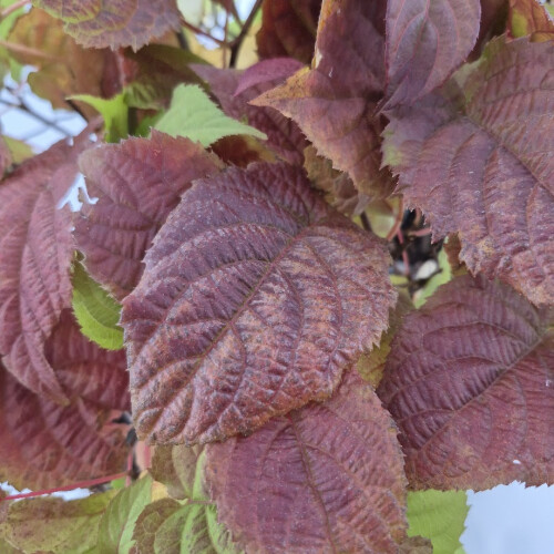 Aktinidia Adam pstrolistna zapylacz 1L 2