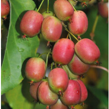 KIWI ‘Ananasnaja‘ - weiblich  2L