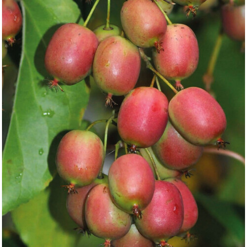 KIWI ‘Ananasnaja‘ - weiblich  2L