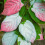 Aktinidia Adam pstrolistna zapylacz 2L 1