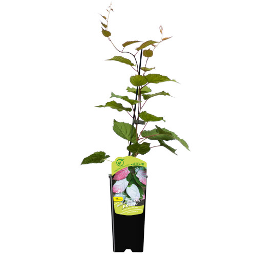 Aktinidia Adam pstrolistna zapylacz 2L 1