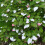 Aktinidia Adam pstrolistna zapylacz 2L 3