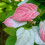 Aktinidia Adam pstrolistna zapylacz 2L 4