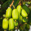 Aktinidia Jumbo ostrolistna żeńska 2L 1