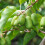 Aktinidia Jumbo ostrolistna żeńska 2L 5