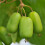 Aktinidia Jumbo ostrolistna żeńska 2L 3