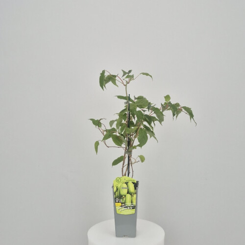 Aktinidia Jumbo ostrolistna żeńska 2L 1