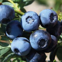 Borówka amerykańska Bluecrop 1L