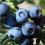 Borówka amerykańska Bluecrop 1L 1