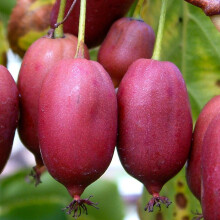 Aktinidia Hardy Red ostrolistna żeńska 2L