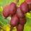 Aktinidia Hardy Red ostrolistna żeńska 2L 4