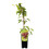 Aktinidia Hardy Red ostrolistna żeńska 2L 2