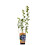 Borówka amerykańska Bluegold 1L 2