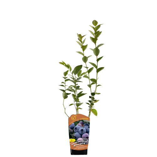 Borówka amerykańska Bluegold 1L 1