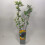 Aronia Nero 2L 2