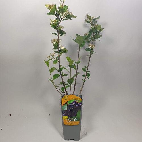 Aronia Nero 2L 1