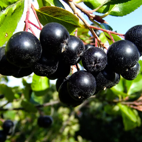 Aronia Mitschurinii 2L