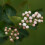Aronia Mitschurinii 2L 5