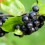 Aronia Nero 2L 4