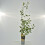Aronia Miczurina 2L 2