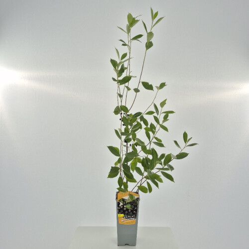 Aronia Miczurina 2L 1