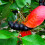 Aronia Miczurina 2L 3