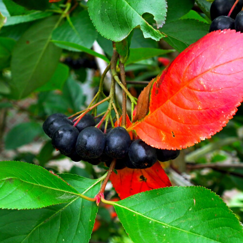 Aronia Miczurina 2L 2